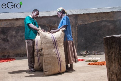 We got peanuts 2 A farmer in Dar Salaam in Northern Ghana is bagging peanuts for eGro with his mother.