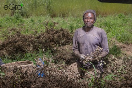 One of eGro´s farmers in his field digging out and picking the pods from the roots of the peanut plant.