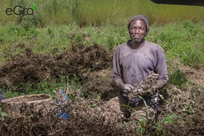 We got peanuts 5 One of eGro´s farmers in his field digging out and picking the pods from the roots of the peanut plant.