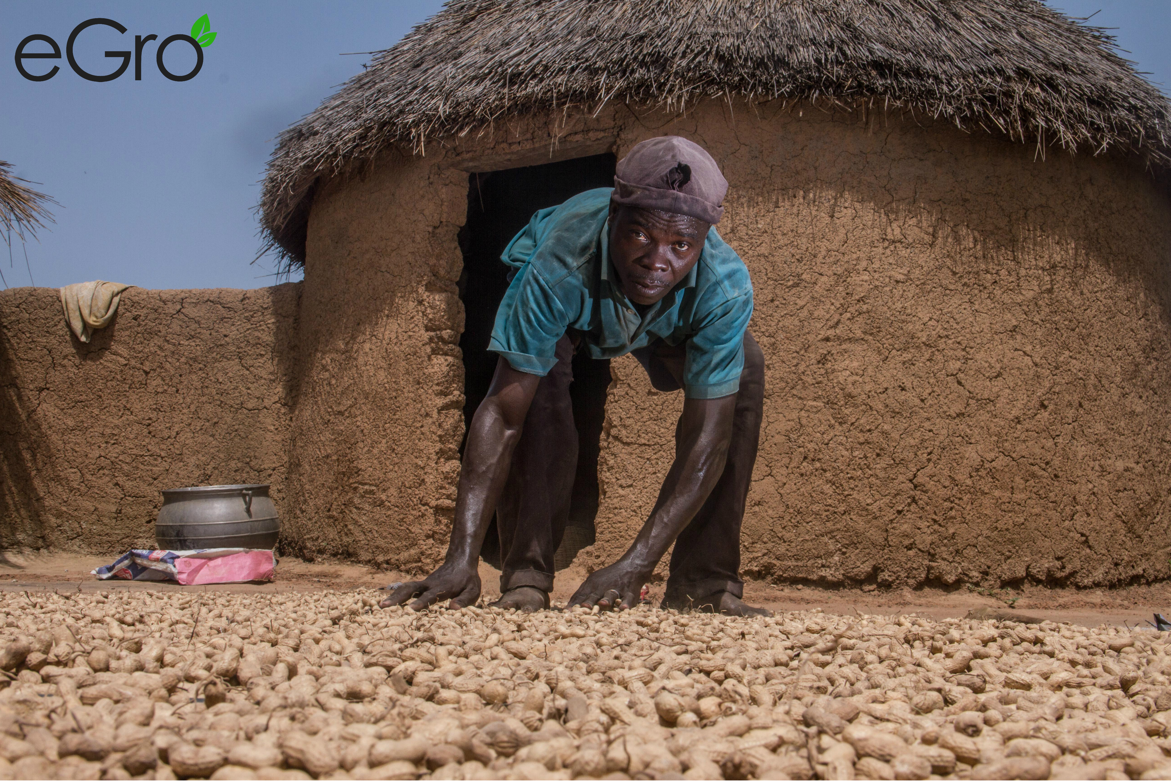 From Dar Salaam village in Northen Ghana. One of eGros farmers sorting out and drying his peanuts.