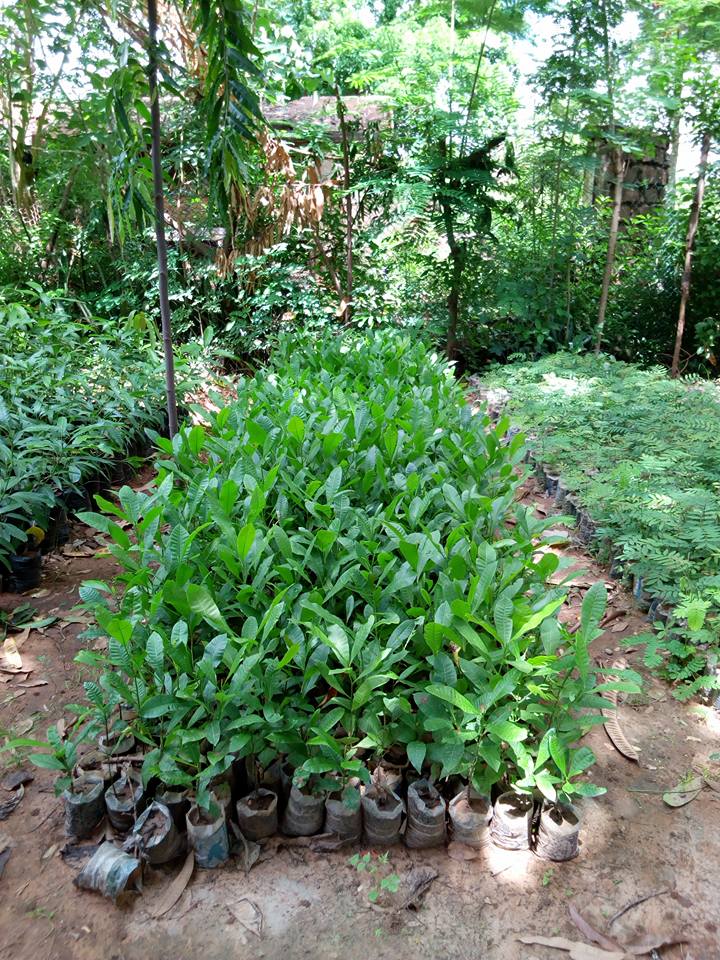 These 1000 tree seedlings were put in the fields of eGro farmers in the season of 2017. 