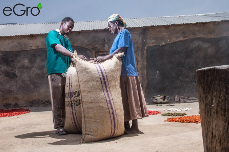 A farmer in Dar Salaam in Northern Ghana is bagging peanuts for eGro with his mother. 