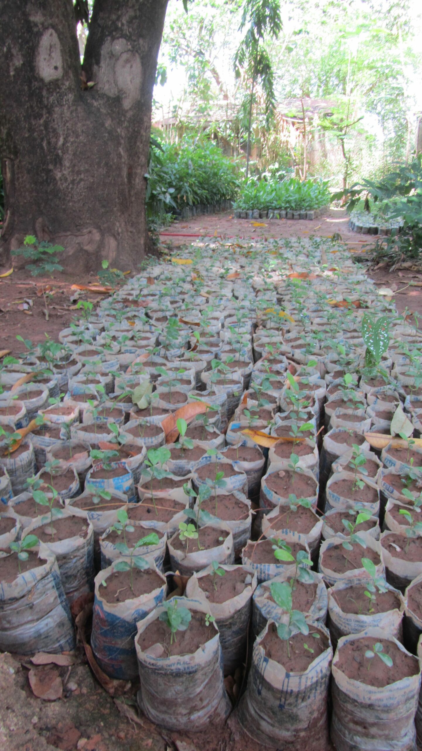 Yellow Lemon seedling Ghana eGro are the first climate startup to be growing yellow lemons in Sahel, for export market in the African market