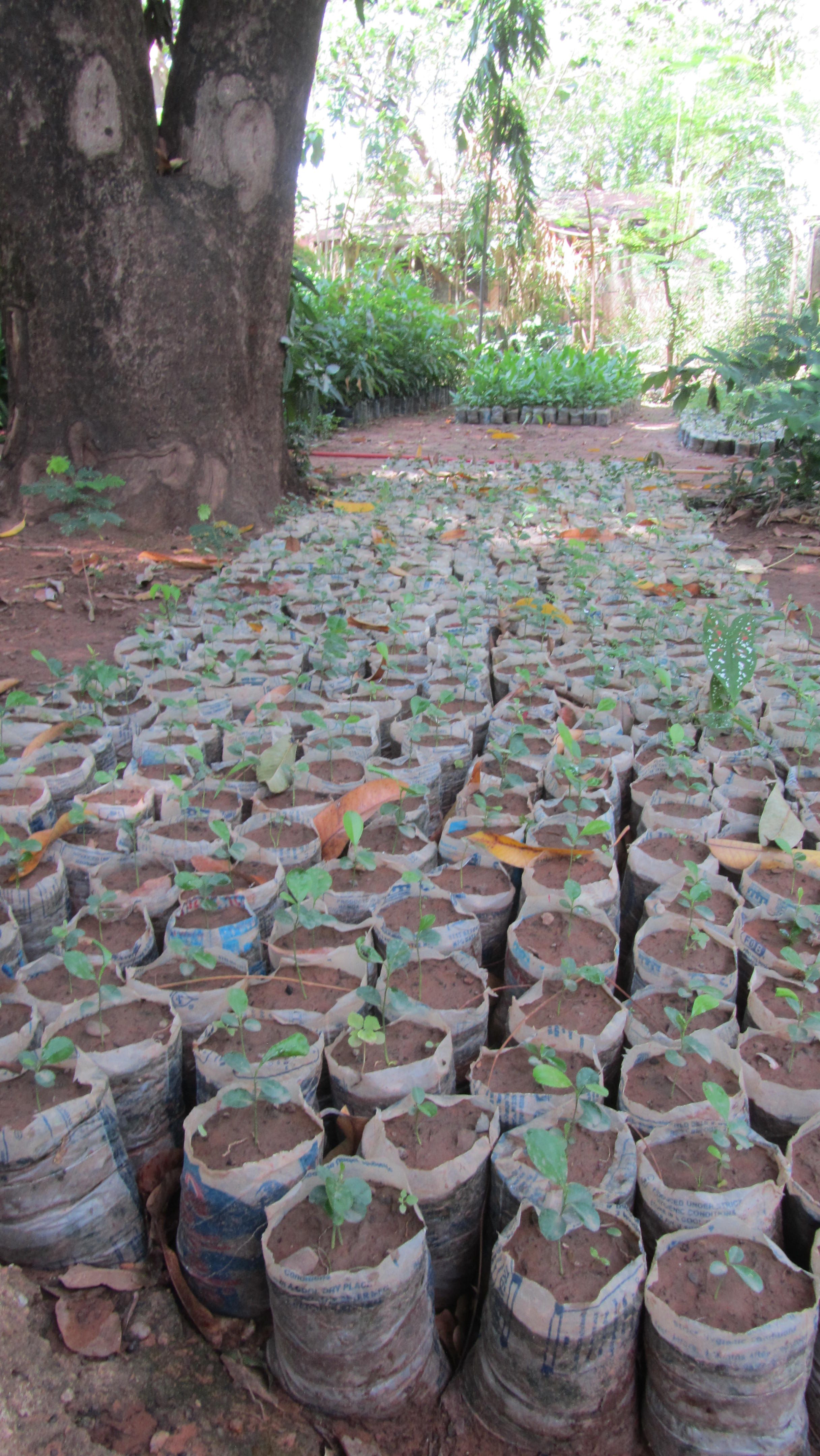 Yellow Lemon seedling Ghana eGro are the first climate startup to be growing yellow lemons in Sahel, for export market in the African market