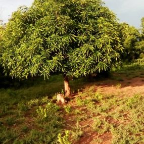 Mango træ plantet 2017 i Bioyili af Abdallah