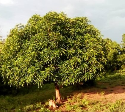 Mango tree planted in summer 2017 in Ghana