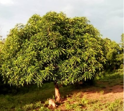 Mango 1 Mango tree planted in summer 2017 in Ghana