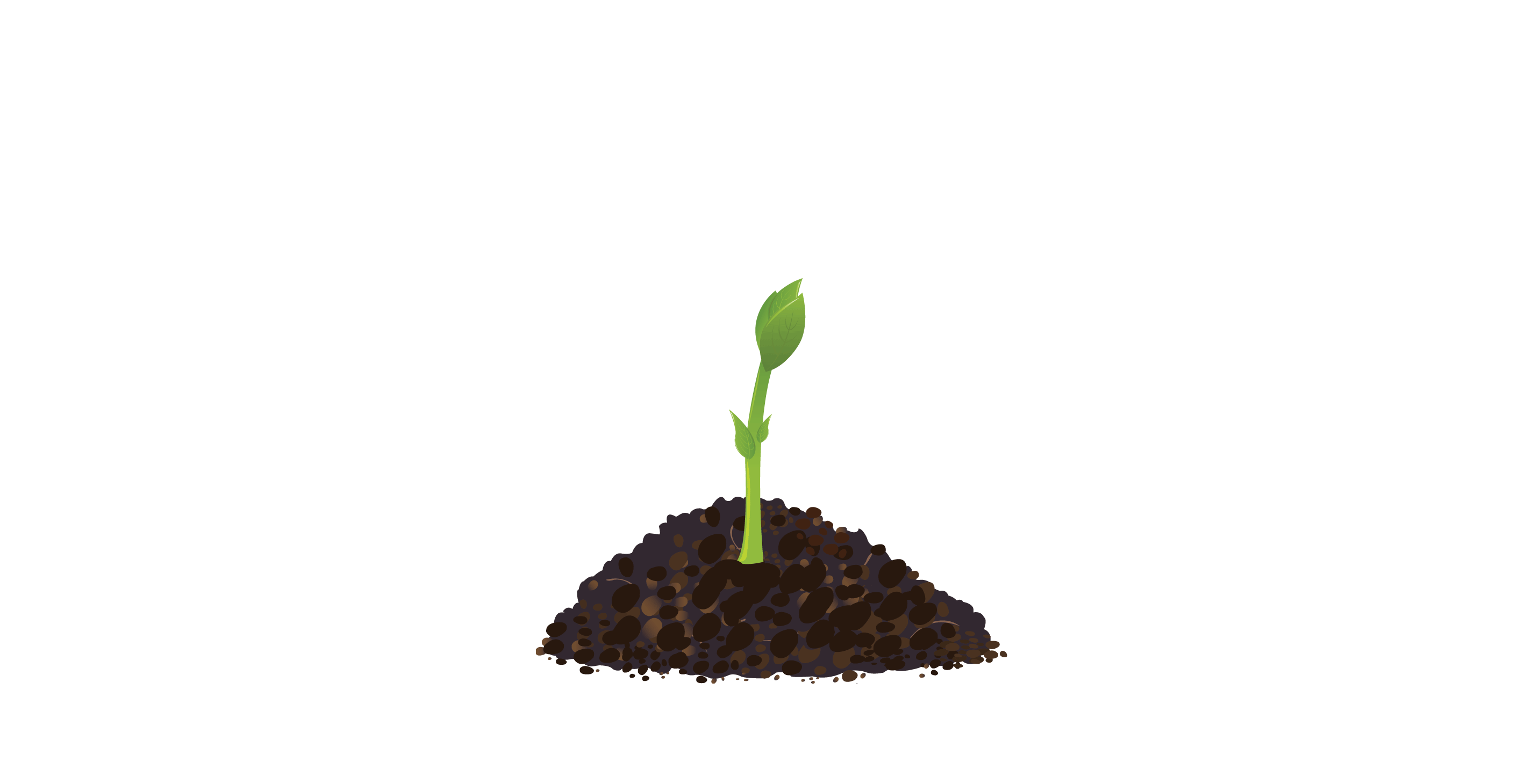 seedling seedling