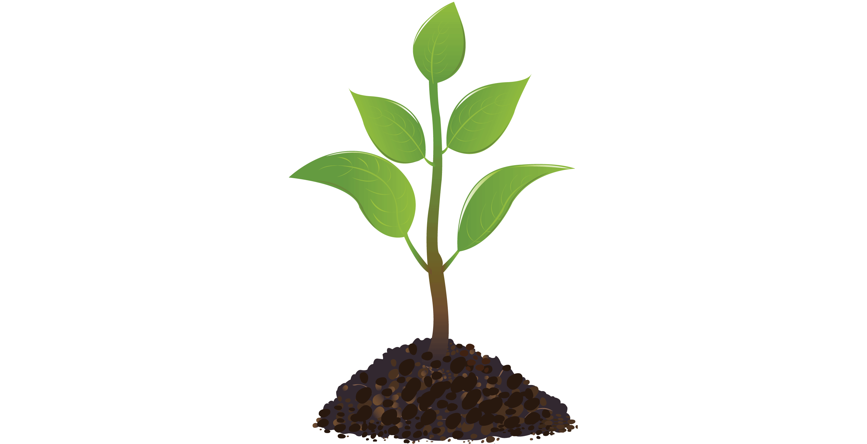 seedlingtree seedlingtree