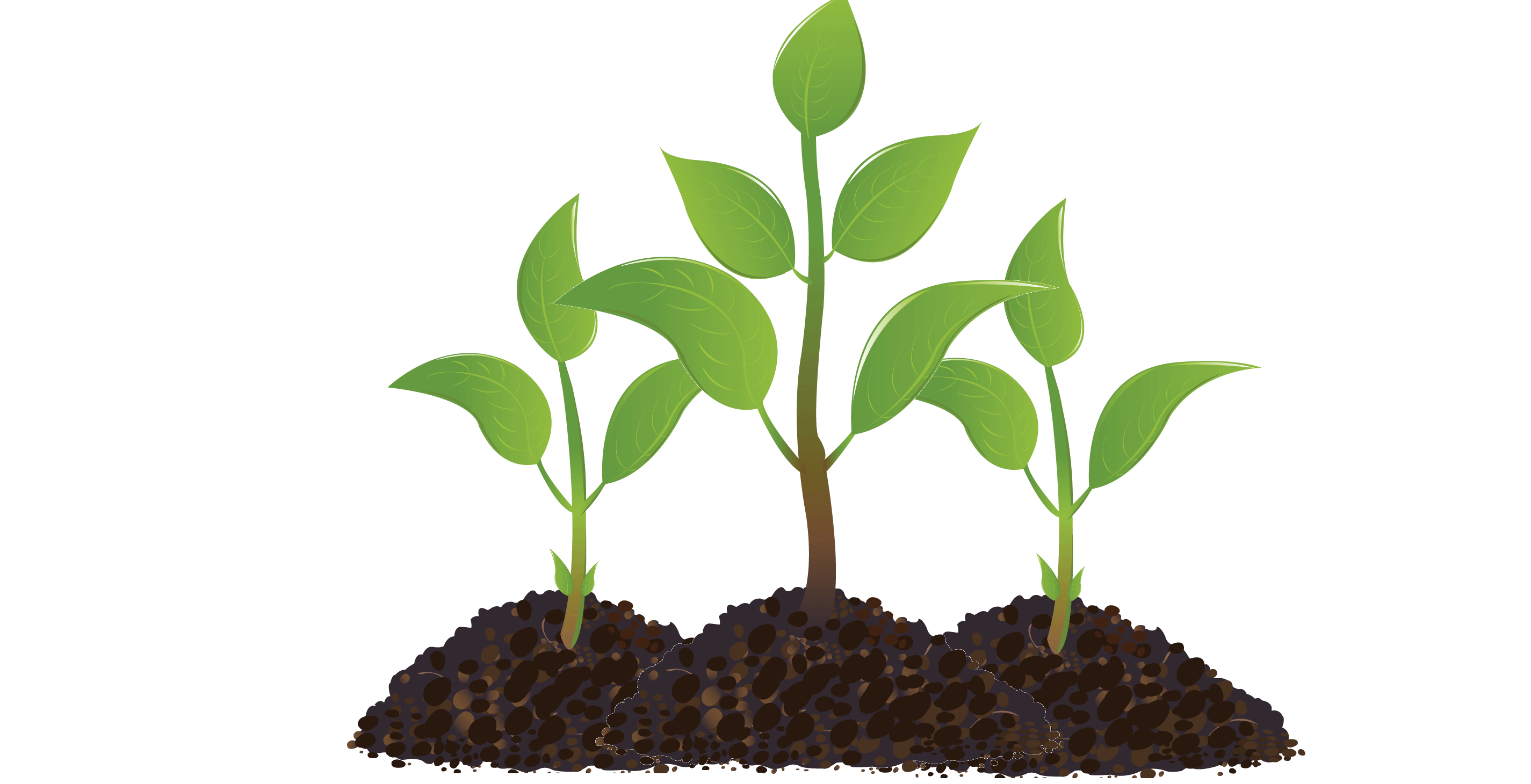 seedlingtreefarmer seedlingtreefarmer
