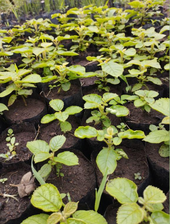 Grevillea seedlings October 2022