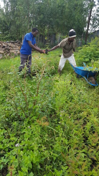 Handing seedling Handing seedling