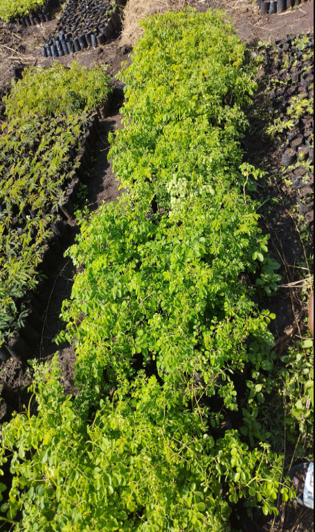 Moringa Moringa