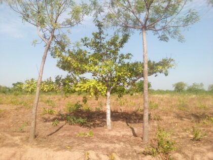 WhatsApp Image 2023-03-21 at 07.19.17 (2) Mature trees for adoption