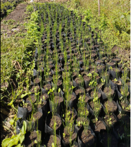 casuarina Cassuarina seedling planted in august 2022