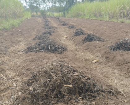 forest planting Planting food forest