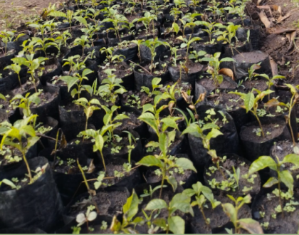 seedlings Starter seedlings