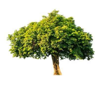 tree-completely-separated-white-green-limb-furniture-save-world-environment-127489494 Makhamia drawing