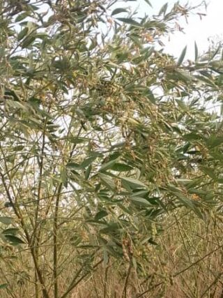 Pigeon pea bush