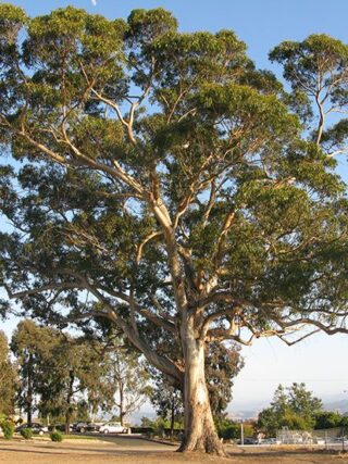 Eucalyptus globus