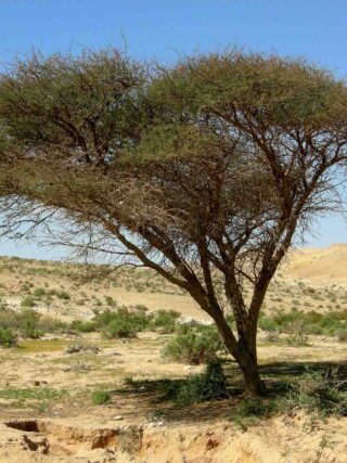 Acacia seyal (Shittimwood)