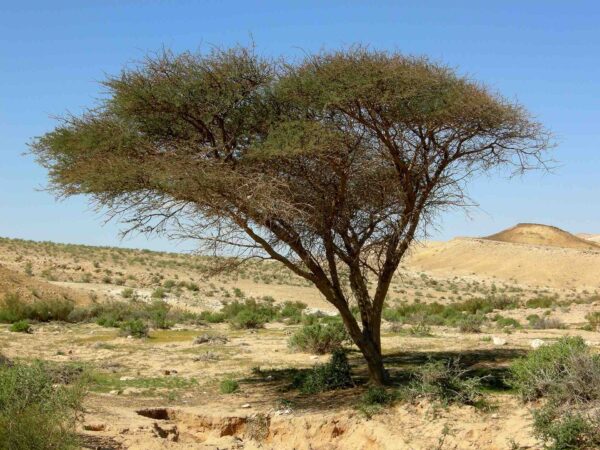 Acacia seyal (Shittimwood)
