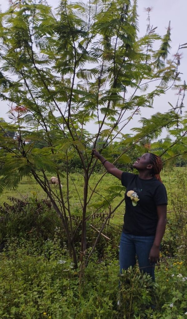Calliandra